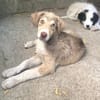Antonia  Spinone Italiano Mix