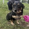 🐾❤ BETTY, 1-2 Jahre alt, ca. 30cm