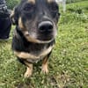 🐾❤ BETTY, 1-2 Jahre alt, ca. 30cm