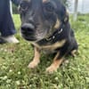 🐾❤ BETTY, 1-2 Jahre alt, ca. 30cm