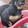 🐾❤ BETTY, 1-2 Jahre alt, ca. 30cm