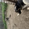 Zuhause/Pflegestelle gesucht für Linus