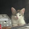 kleine zarte Mama Amy in Lorch