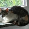 kleine zarte Mama Amy in Lorch