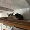 kleine zarte Mama Amy in Lorch