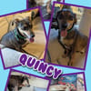 Quincy wartet in 95482 Gefrees!