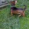 Quincy wartet in 95482 Gefrees!