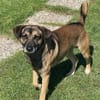 Ruhiger Jimmie sucht Frauenhaushalt