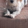 Don Camillo sucht sein Körbchen