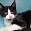TUXEDO QCT