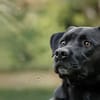 Otis