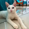 Aby, femelle croisée européen, née le 02/03/2025 🐱