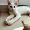 Aby, femelle croisée européen, née le 02/03/2025 🐱