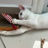 Aby, femelle croisée européen, née le 02/03/2025 🐱