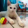 Aby, femelle croisée européen, née le 02/03/2025 🐱