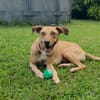 Fifi, mâle croisé berger, né le 15/06/2022 🐶