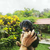 Ataya, un bout de chou d'amour