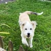 JULA - freundlicher Welpe sucht Zuhause