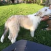 JULA - freundlicher Welpe sucht Zuhause