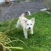 JULA - freundlicher Welpe sucht Zuhause