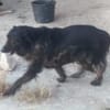 Gordo sucht ein liebevolles Heim