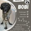 💛 Bobi sucht sein Glück 💛