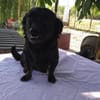 ❤🐾 LOTTI, eine Hunde-Miniausgabe