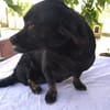 ❤🐾 LOTTI, eine Hunde-Miniausgabe