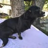 ❤🐾 LOTTI, eine Hunde-Miniausgabe