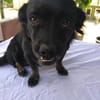 ❤🐾 LOTTI, eine Hunde-Miniausgabe
