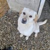 Mini-Labbi-Mix Sherlock sucht sein Heim!