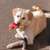 Mini-Labbi-Mix Sherlock sucht sein Heim!