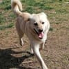 Mini-Labbi-Mix Sherlock sucht sein Heim!