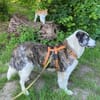 Hübsche Stella möchte aus dem Shelter