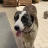 Hübsche Stella möchte aus dem Shelter