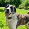 Hübsche Stella möchte aus dem Shelter