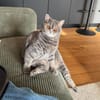 Zwei Schmusetiger suchen gem. Zuhause