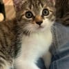 Darcy sucht ein liebevolles Zuhause