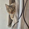 Josie sucht liebevolle Dosenöffner