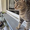 Josie sucht liebevolle Dosenöffner