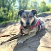 Mokka ist ein verschmuster Seelenhund!