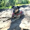 Mokka ist ein verschmuster Seelenhund!