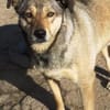 Mokka ist ein verschmuster Seelenhund!