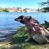 Mokka ist ein verschmuster Seelenhund!