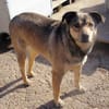 Mokka ist ein verschmuster Seelenhund!