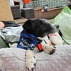 Notfall Timmi sucht Gnadenplatz !!!