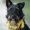 Phoebe sucht ihr Für-Immer-Zuhause!