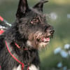 Phoebe sucht ihr Für-Immer-Zuhause!