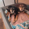 Lea und Lord liebenswertes Hundepärchen