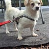Minikleine Bonnie sucht ihre Menschen